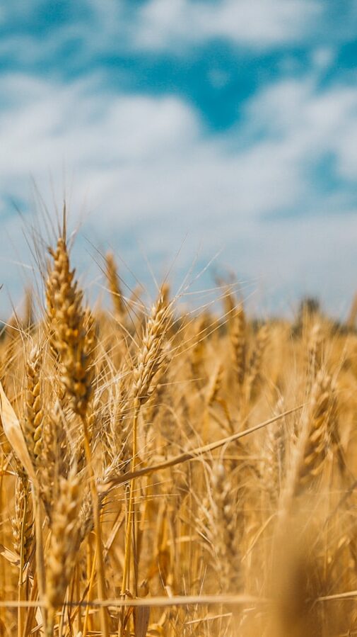wheat field